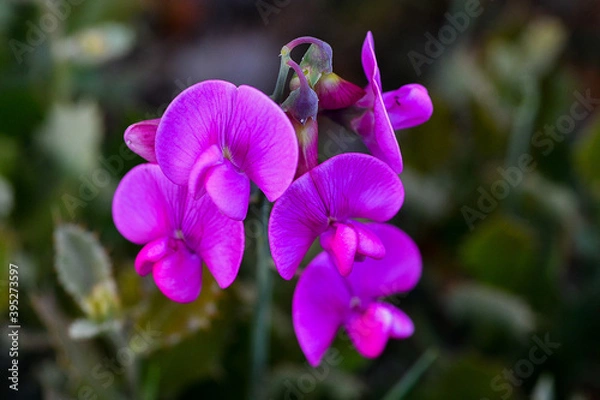 Obraz purple crocus flower