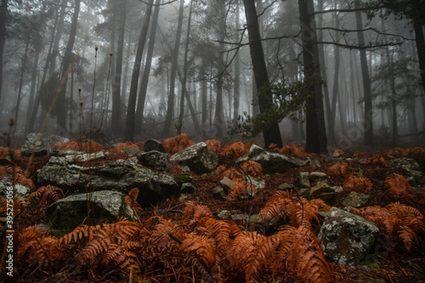 Obraz autumn in the forest