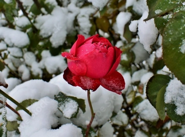 Obraz rose in snow