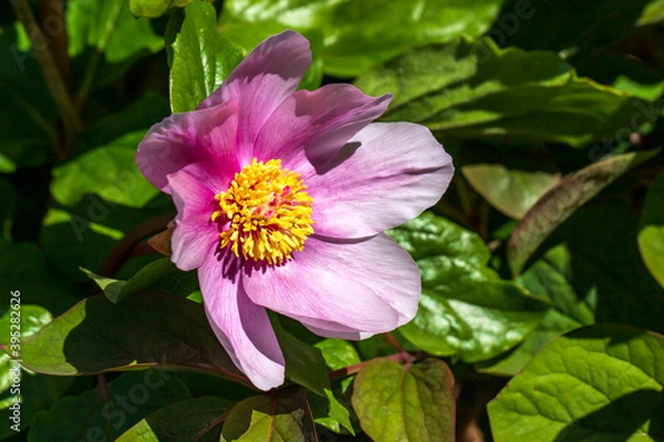 Fototapeta Close-up of pastel paeonia officinalis in the summer garden