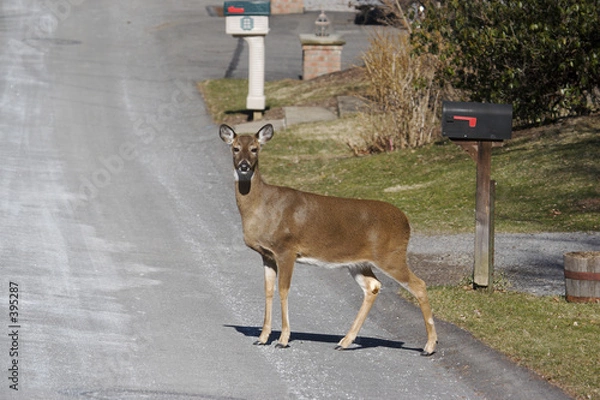 Obraz deer in the road