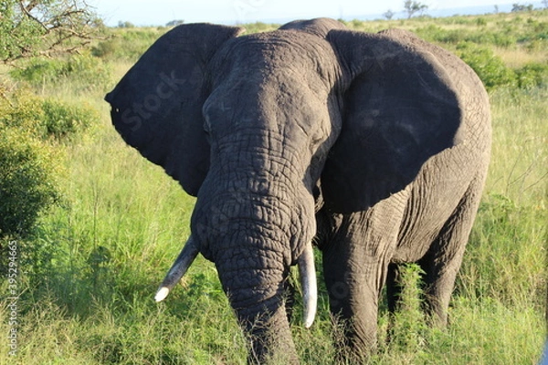 Obraz Afrikan elefant