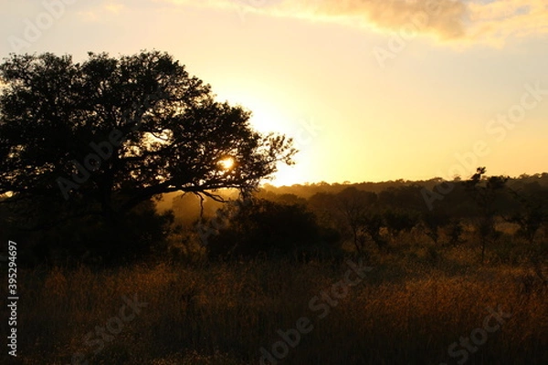 Obraz Sun through trees