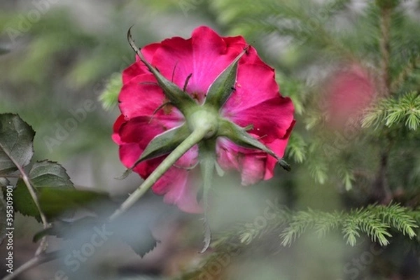 Obraz fresh topis roses, bokeh background