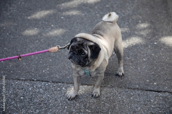 Obraz Pug doesn't want go for a walk