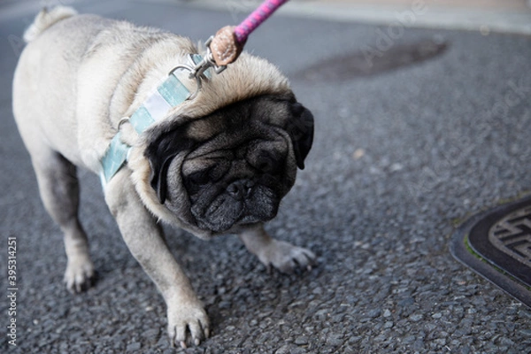 Obraz Pug doesn't want go for a walk