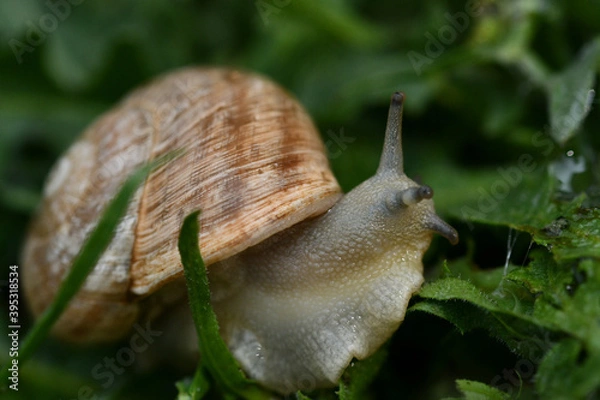 Obraz snail on a leaf