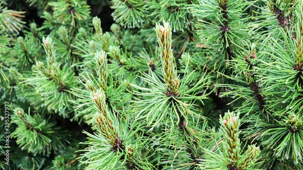 Fototapeta green pine needles