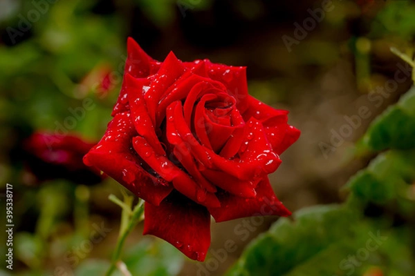 Fototapeta Beautiful red rose in the garden after rain with water drops on petals