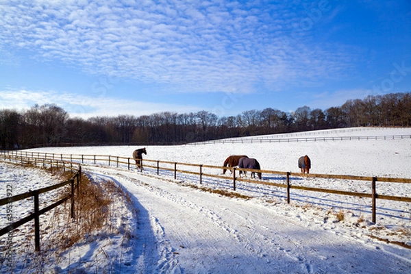 Obraz winter pasture with horses