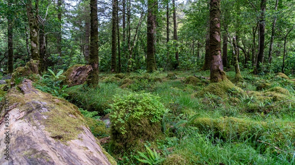 Fototapeta Wonderful nature, with wonderful colors, lights and shadows.
