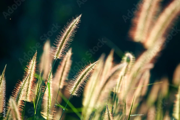 Fototapeta pink reeds grass