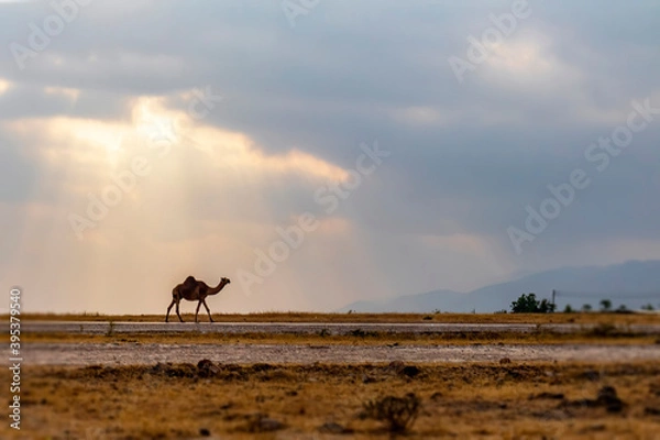 Obraz camel at sunset