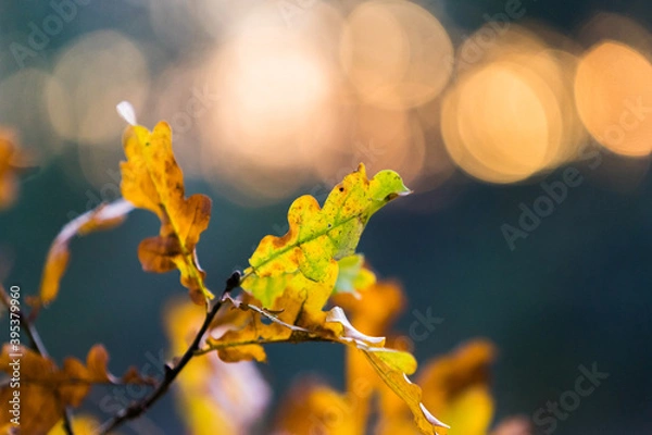 Fototapeta Fall in the Sunset