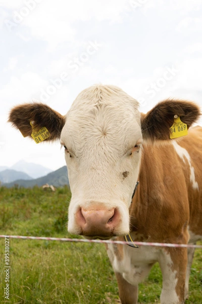 Fototapeta Cow