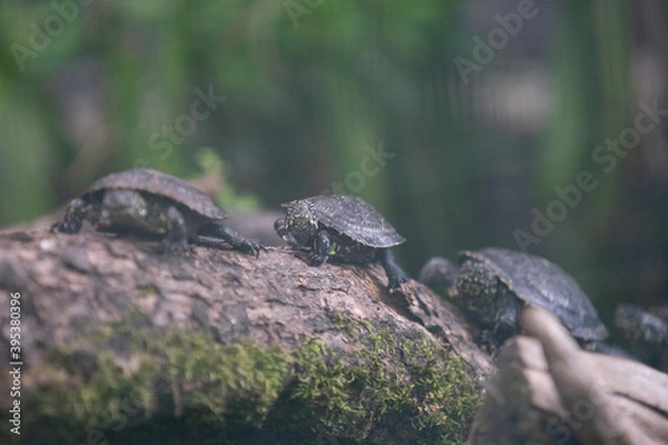 Fototapeta Schildkröte