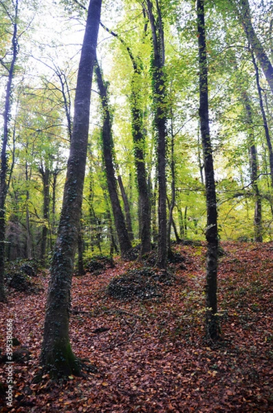 Obraz Forest summer trees