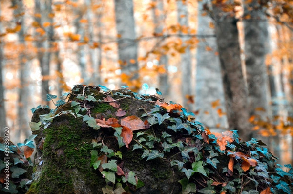 Obraz Forest ivy leaves plants