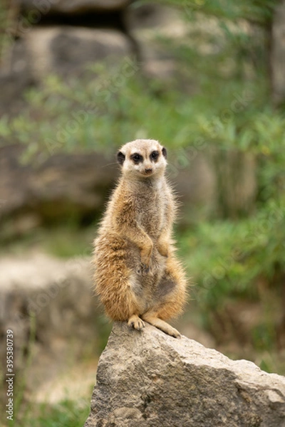 Fototapeta Erdmännchen 
