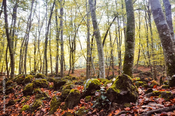 Fototapeta Forest spring trees