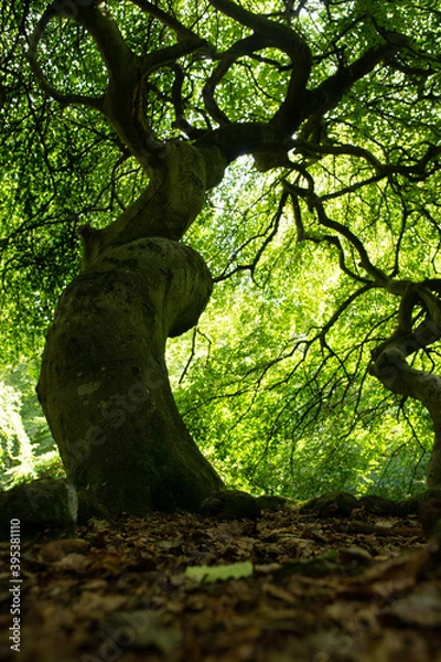 Fototapeta Krüppelbäume