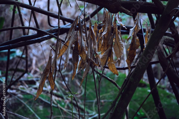 Fototapeta autumn leaves in the woods. Dry leaves in a tree.  Zoom into the Forest
