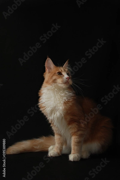 Obraz kot maine coon