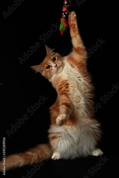 Obraz kot maine coon