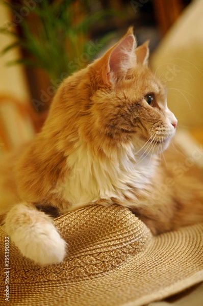 Obraz kot maine coon