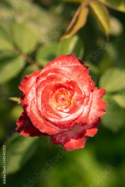 Obraz red rose in garden