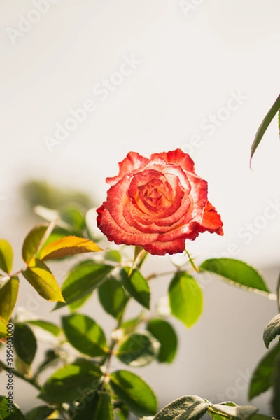 Obraz red rose