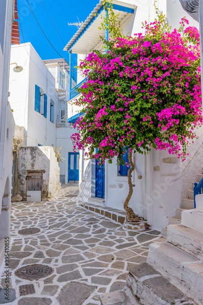 Fototapeta Traditional Cycladitic alley with a narrow street, whitewashed houses and a blooming bougainvillea in parikia, Paros island, Greece.