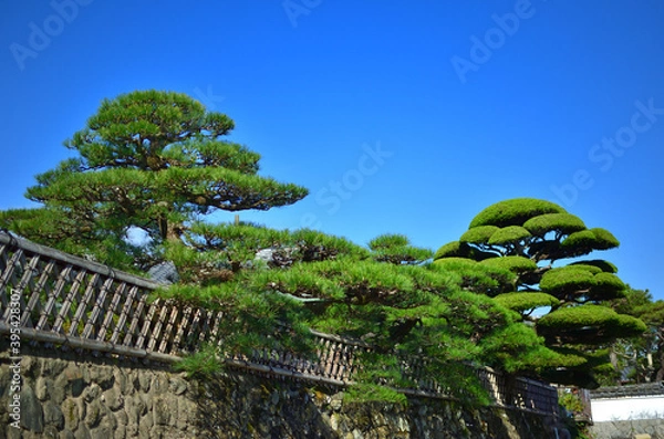 Obraz 三重県伊勢市で見つけた庭木