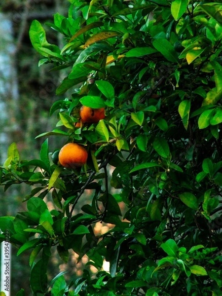 Fototapeta Lemon orange in the organic tree