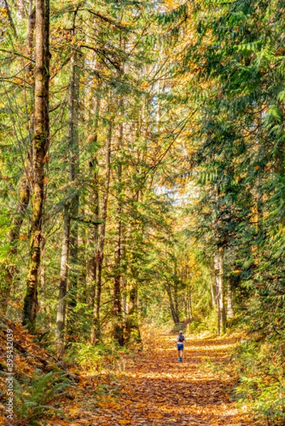 Fototapeta Man running in forest during autumn