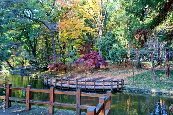 Fototapeta 秋　紅葉　池　風景　落ち着く