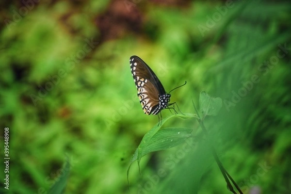 Obraz butterfly on a green leaf