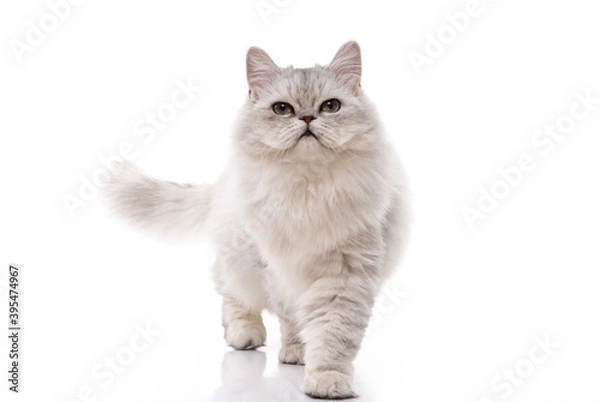 Fototapeta Persian cat on white background,isolated