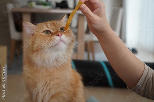 Obraz おやつがほしい猫（マンチカン）