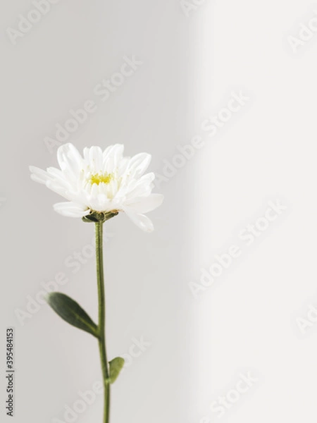 Fototapeta Fragile chrysanthemum flower.  Blooming flower on grey background with copy space. Light and shadow.