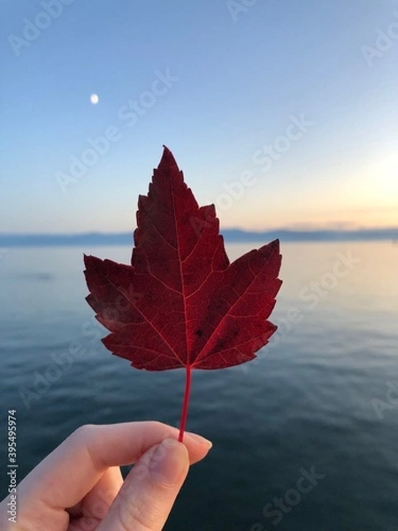 Fototapeta Red maple leaf at ocean sunset