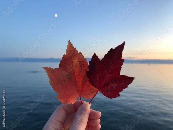 Obraz Red maple Leaves sunset