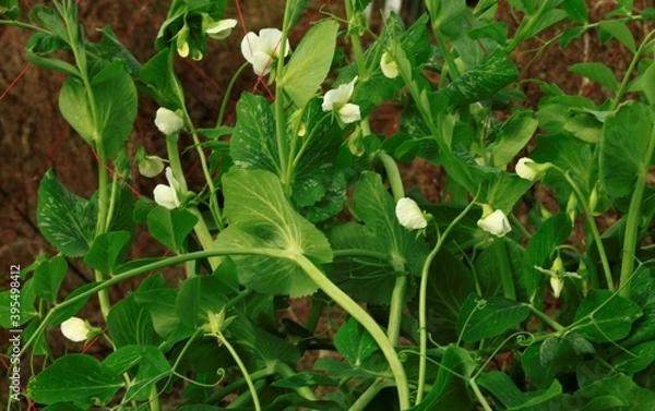 Fototapeta 十一月のエンドウ豆の花