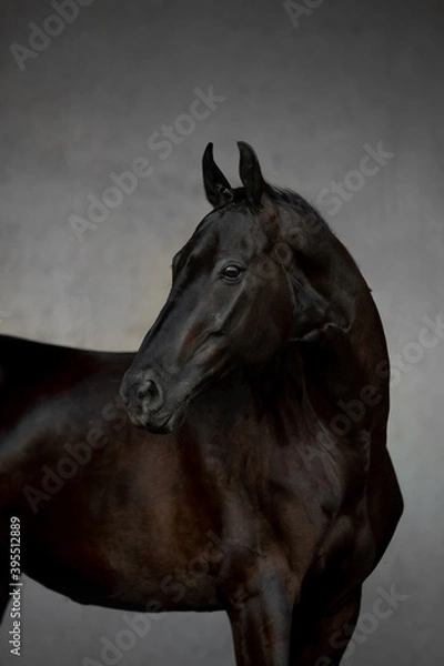 Fototapeta Beautiful horses on gray background