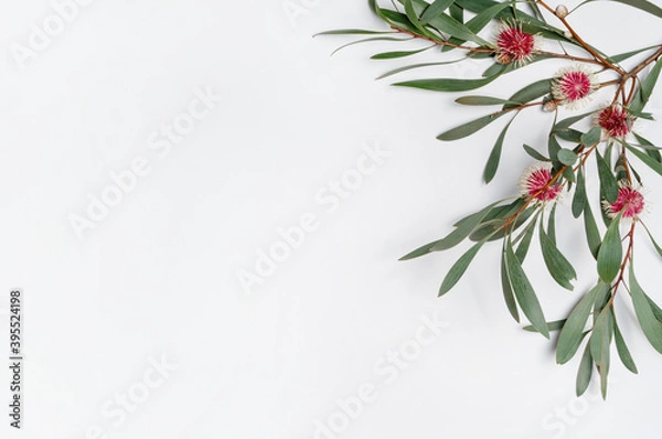 Fototapeta Australian native Hakea leaves and flowers on a white wooden background photographed from above. Composition frames the blank space to allow for copy.