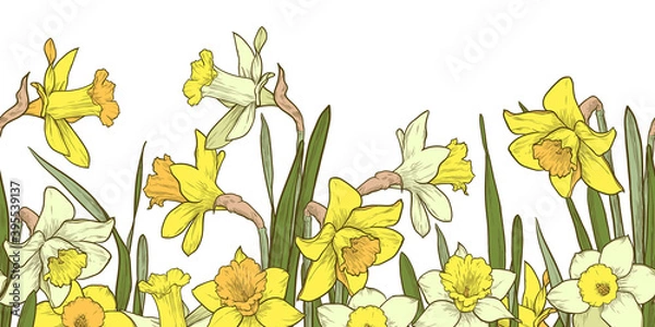 Obraz Multicolor floral seamless border on white background. Hand drawn daffodils vector illustration.