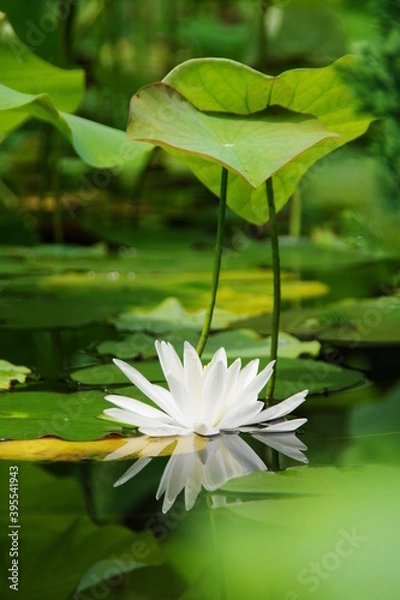 Fototapeta 睡蓮が咲く池