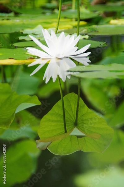 Fototapeta 睡蓮が映る