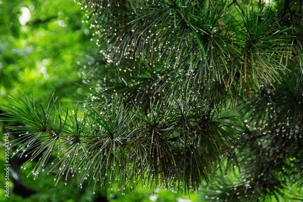 Fototapeta 松葉に宿る雨