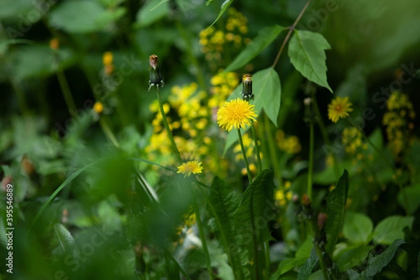 Fototapeta Dandelions surrounded by greenery.
